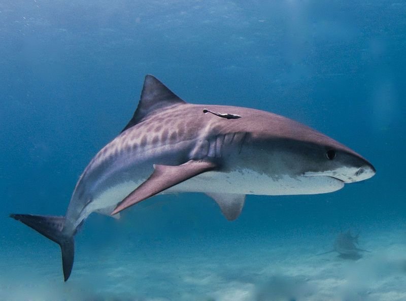 10 Incredible Sharks