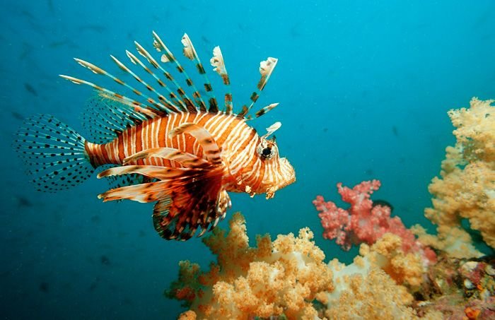10 Captivating Reefs