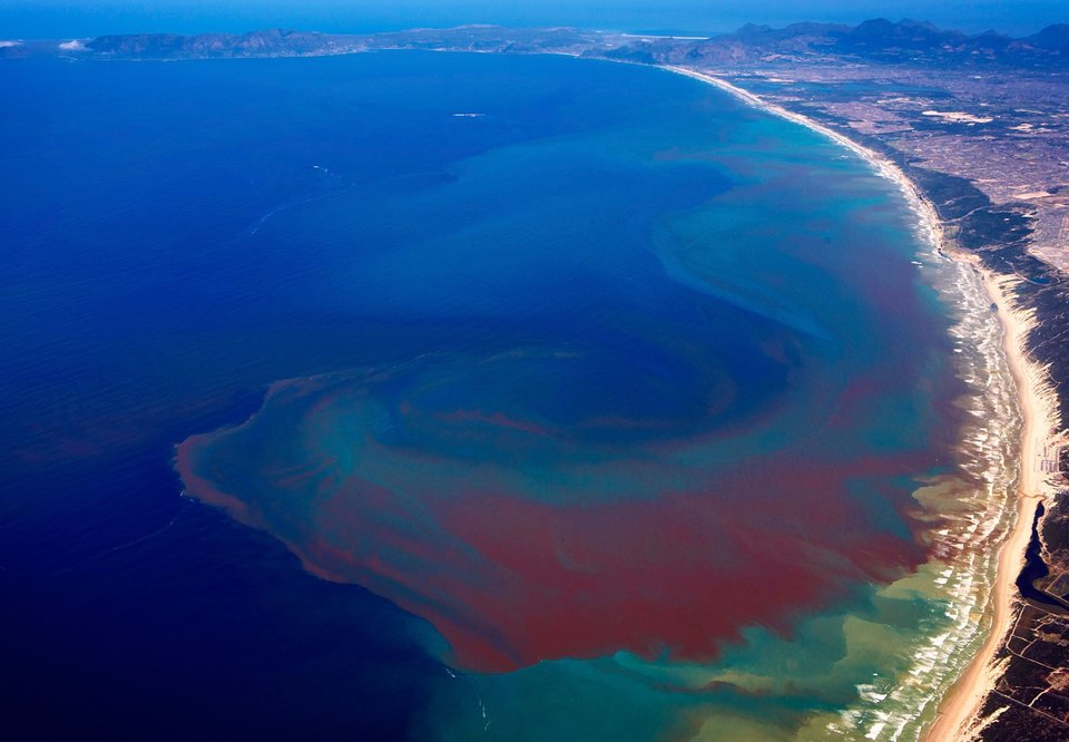 What's Behind a Red Tide?