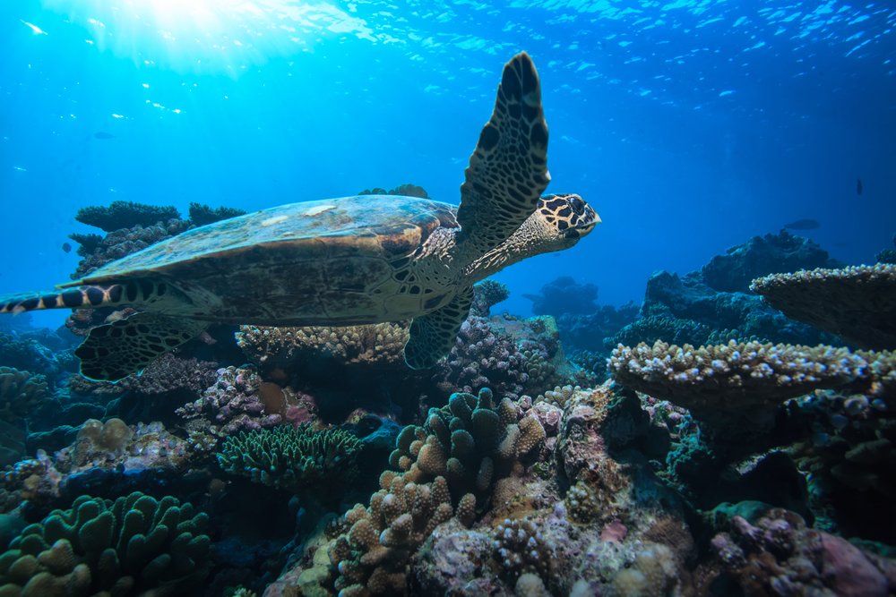Sea Turtle Nesting Season: 5 Fun Facts