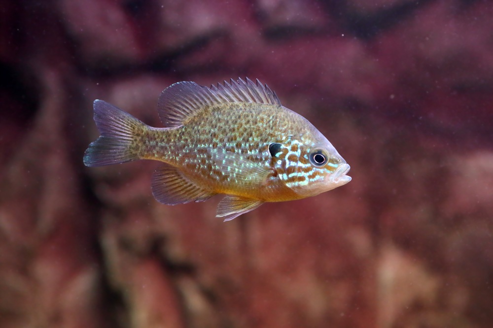 Get to Know the Pumpkinseed, Fall’s Favorite Fish