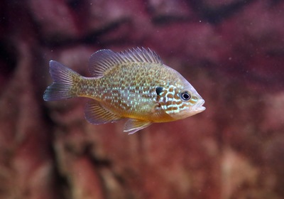 Get to Know the Pumpkinseed, Fall’s Favorite Fish