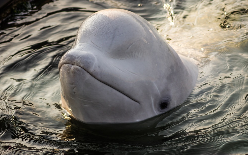 Banter with Belugas