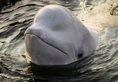 Banter with Belugas