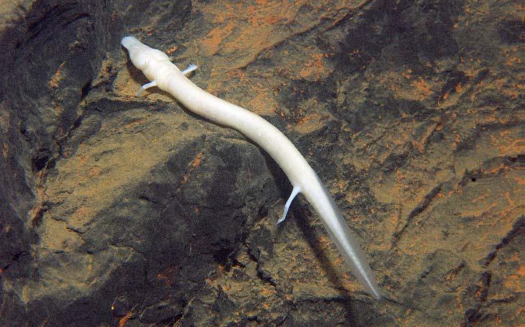 Meet the Oddball Olm: A Pint‐Sized Aquatic Dragon