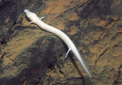 Meet the Oddball Olm: A Pint‐Sized Aquatic Dragon