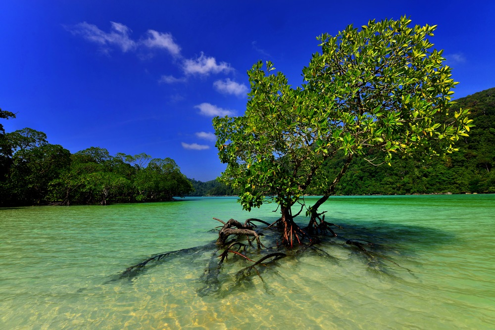 Explore Mangrove Magic from Your Monterey Boat