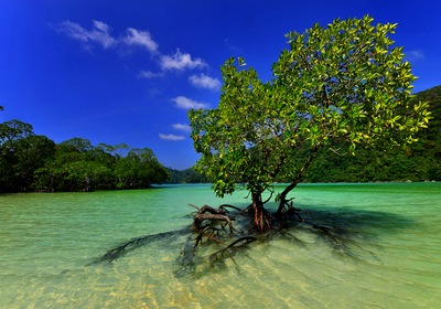 Explore Mangrove Magic from Your Monterey Boat