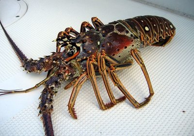 Tasty Recipes: Lobster 