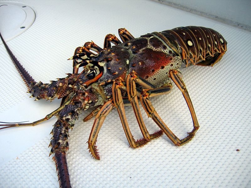 Tasty Recipes: Lobster