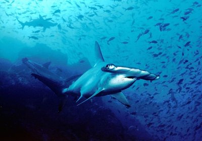 10 Incredible Sharks