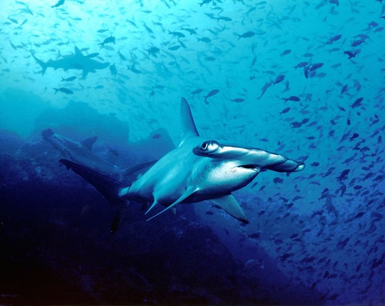 10 Incredible Sharks