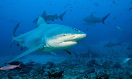 10 Incredible Sharks