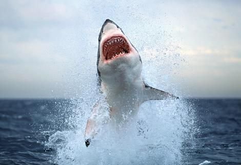 10 Incredible Sharks