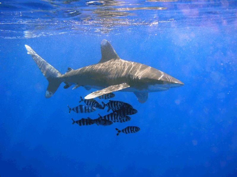 10 Incredible Sharks