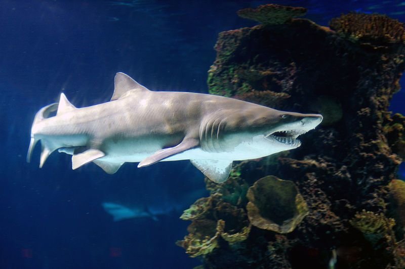 10 Incredible Sharks