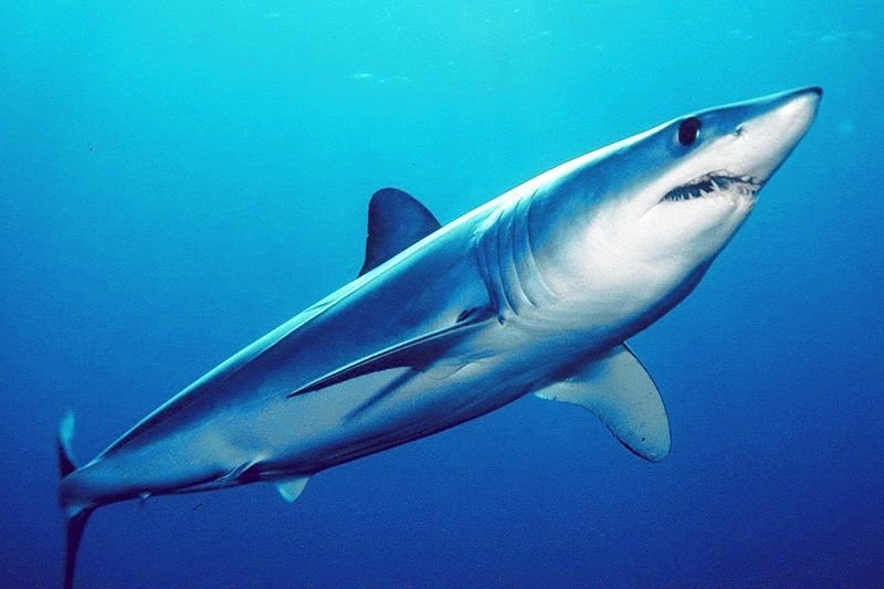 10 Incredible Sharks