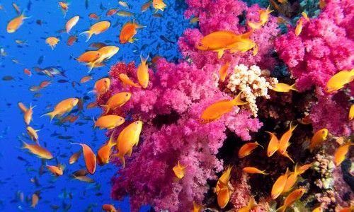 10 Captivating Reefs
