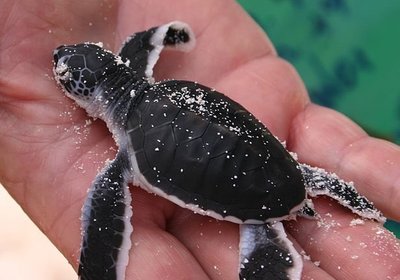 It's Sea Turtle Season!