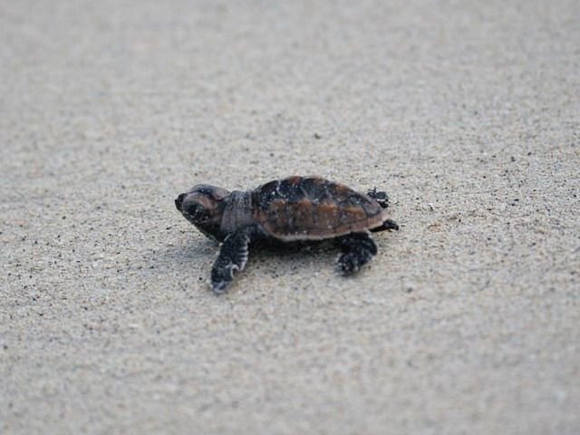 It's Sea Turtle Season!