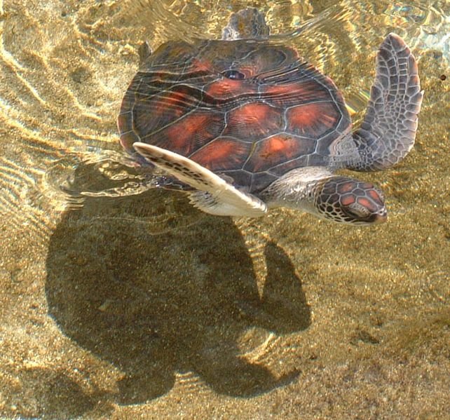 It's Sea Turtle Season!