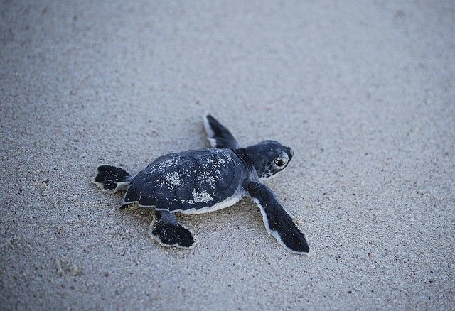 It's Sea Turtle Season!