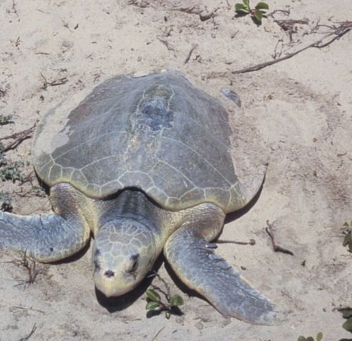 It's Sea Turtle Season!