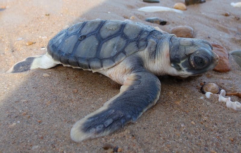 It's Sea Turtle Season!