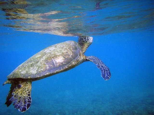 It's Sea Turtle Season!