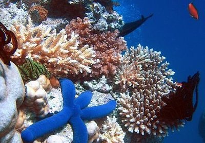 Down Under at the Great Barrier Reef!