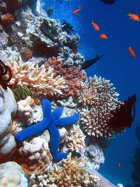 Down Under at the Great Barrier Reef!