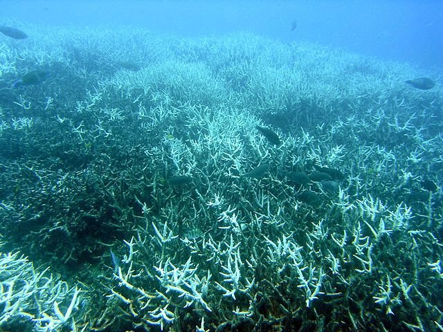 Down Under at the Great Barrier Reef!