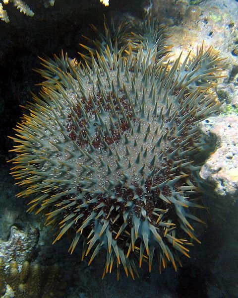 Down Under at the Great Barrier Reef!