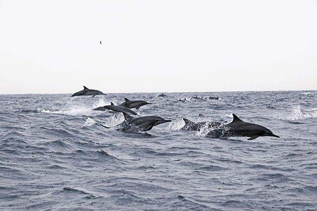 Hanging with the Dolphins