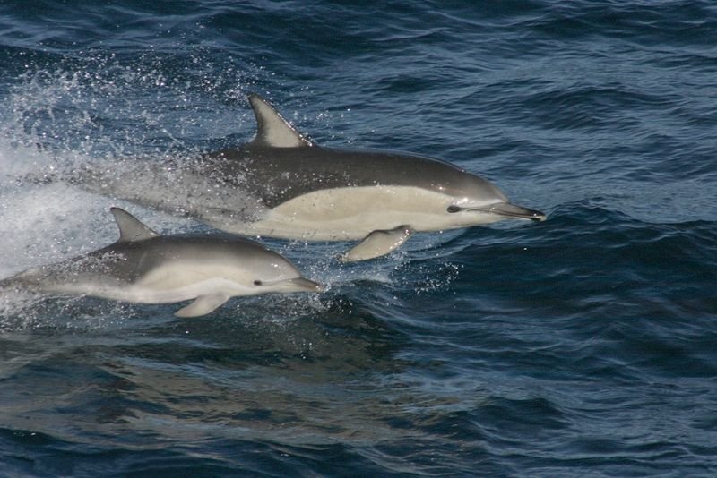 Hanging with the Dolphins