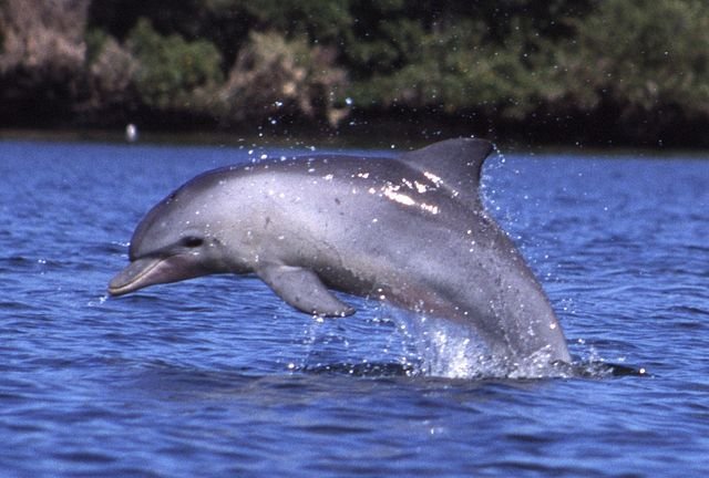 Hanging with the Dolphins