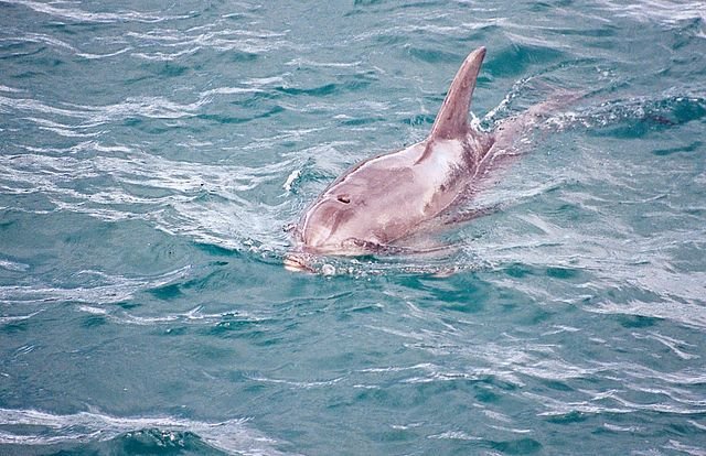 Hanging with the Dolphins