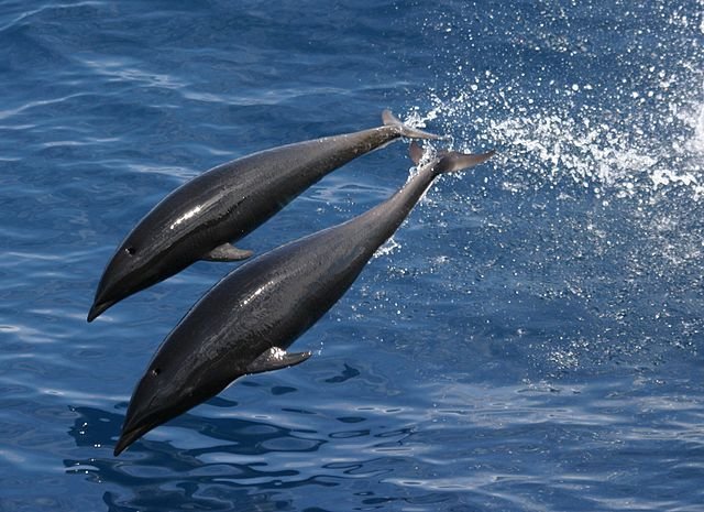 Hanging with the Dolphins