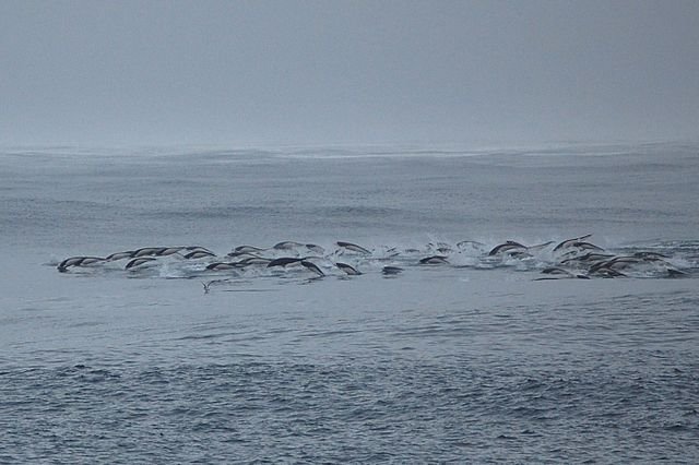 Hanging with the Dolphins