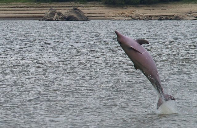 Hanging with the Dolphins