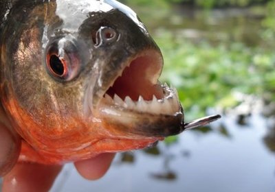 Frightening Fish