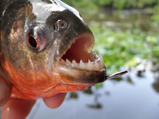 Frightening Fish