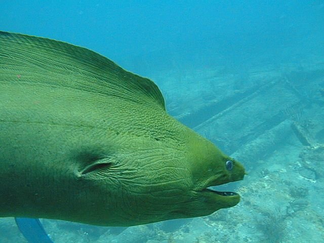 Frightening Fish