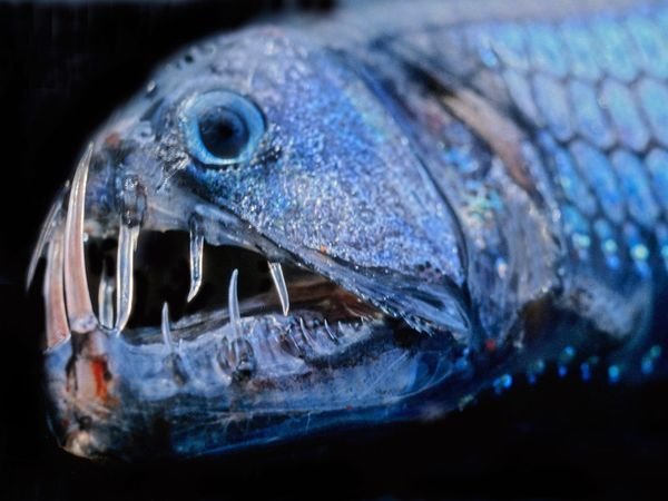 Frightening Fish