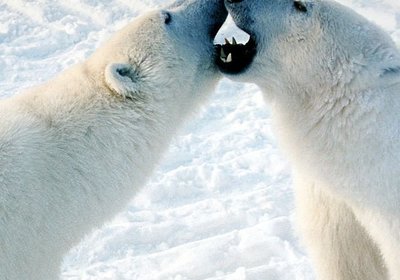 Coca Cola's Polar Bear