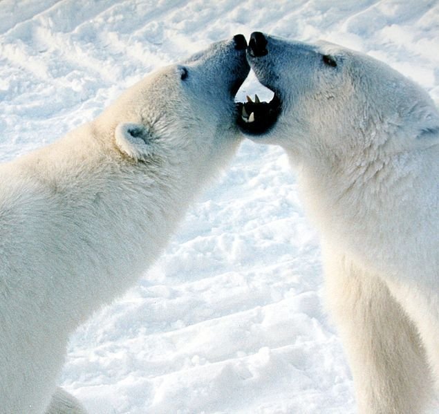 Coca Cola's Polar Bear