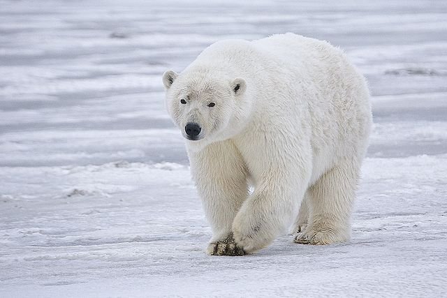 Coca Cola's Polar Bear