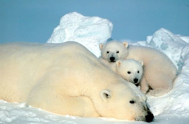 Coca Cola's Polar Bear