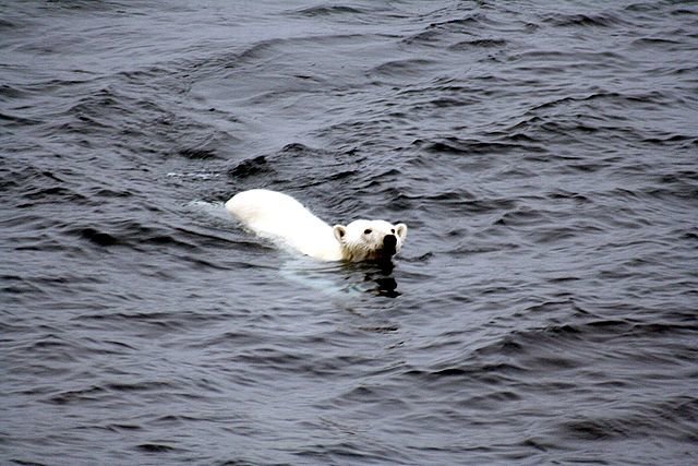 Coca Cola's Polar Bear