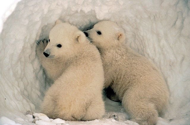 Coca Cola's Polar Bear